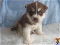 Siberian Husky