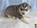 Siberian Husky