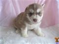 Siberian Husky