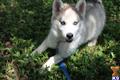 Siberian Husky