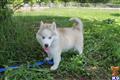 Siberian Husky