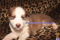 Siberian Husky