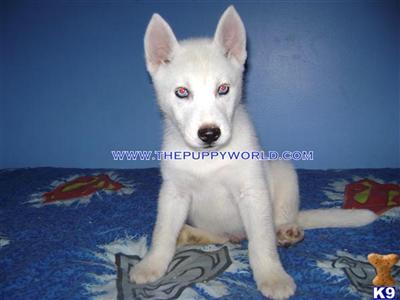 Siberian Husky Puppies for Sale