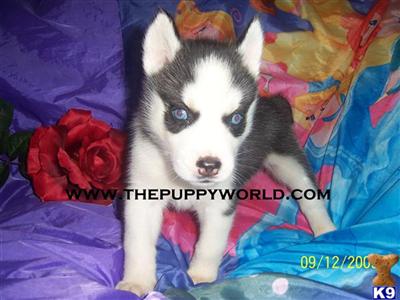 Siberian Husky Puppies for Sale