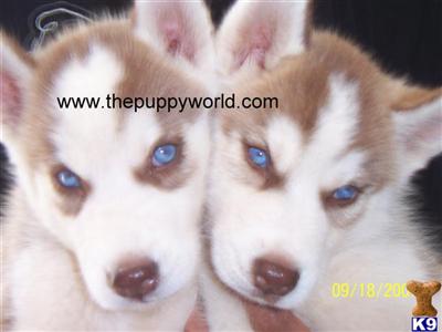 Siberian Husky Puppies for Sale