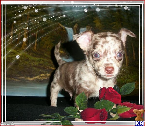 Dogs - Chihuahua