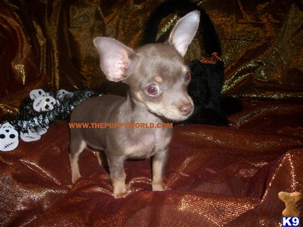 Dogs - Chihuahua