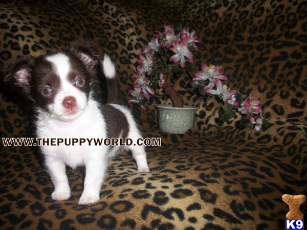 Dogs - Chihuahua