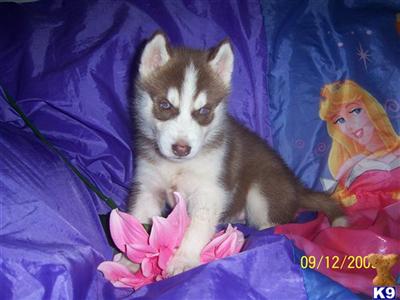 Siberian Husky Puppies for Sale