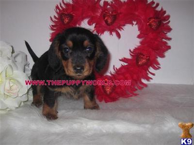 Dachshund Puppies for Sale