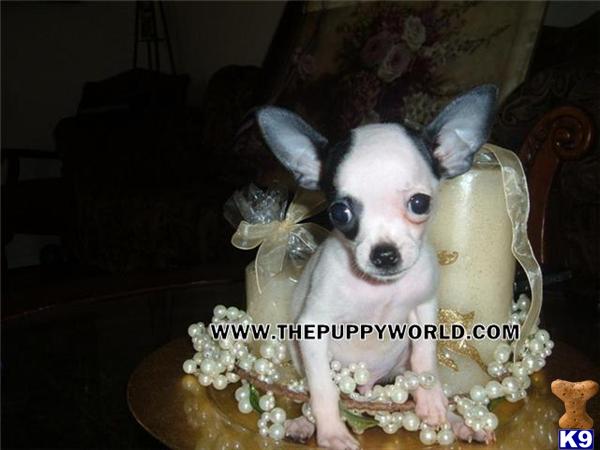 Dogs - Chihuahua