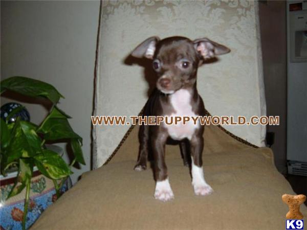 Dogs - Chihuahua