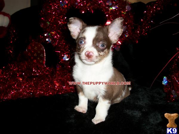 Dogs - Chihuahua