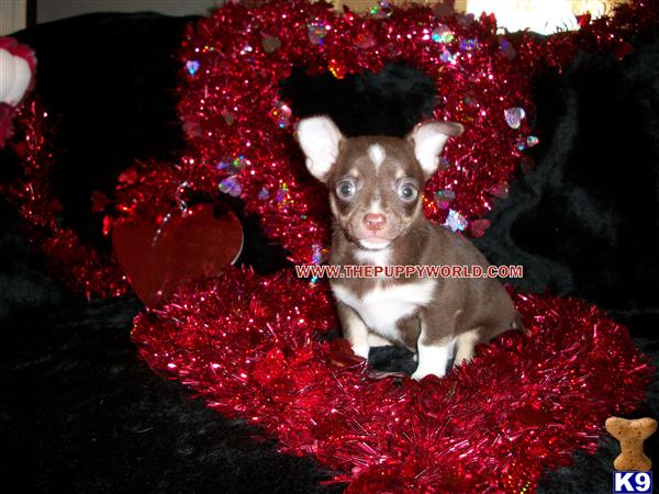 Dogs - Chihuahua