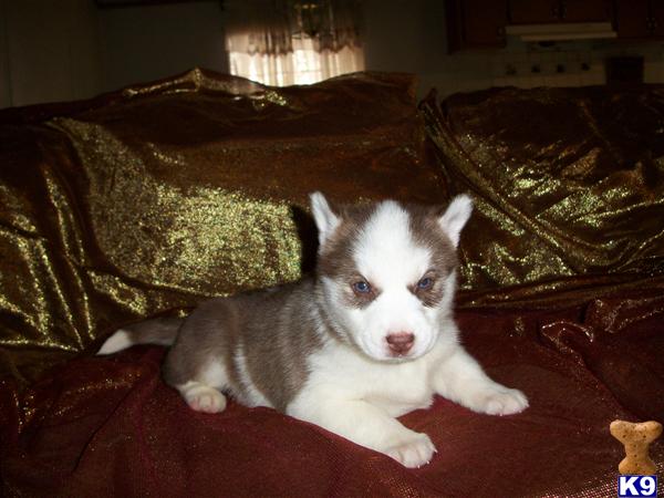 Dogs for Sale in NC