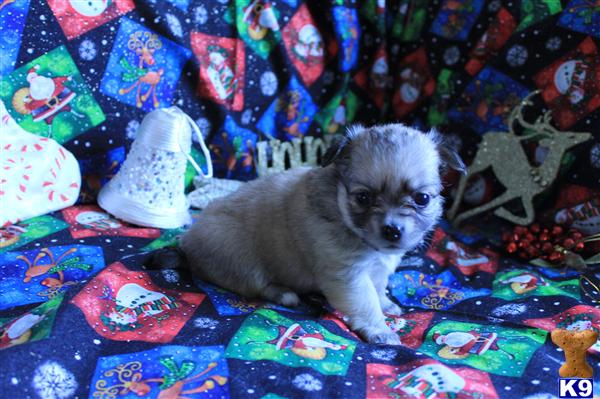 Browse Puppies in North Carolina