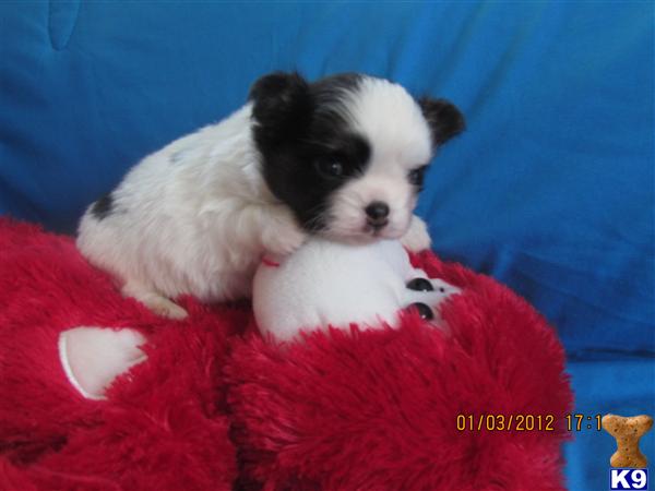 Puppies in NC