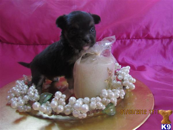 Puppies in NC