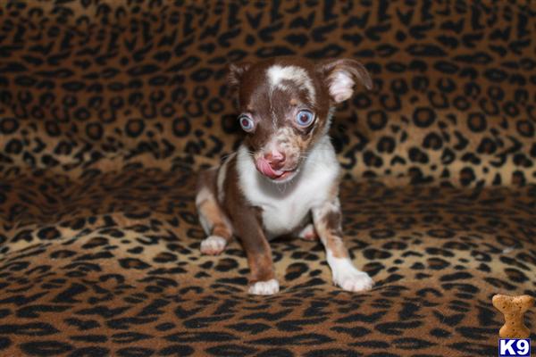Puppies in Charlotte