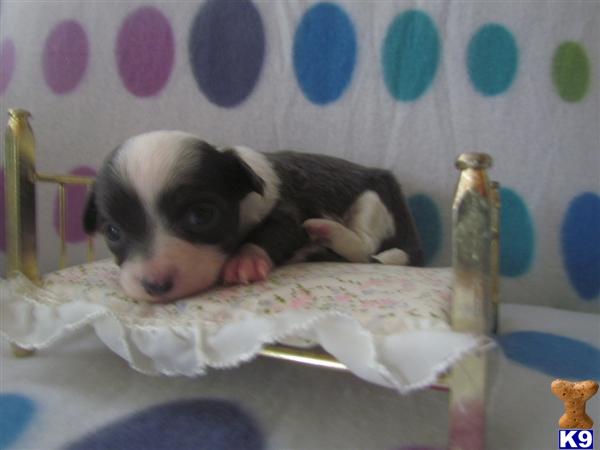 Puppies in Charlotte