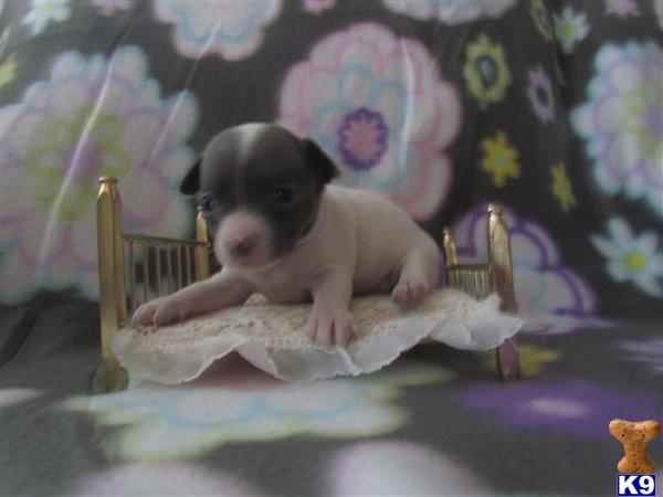 Puppies in Charlotte