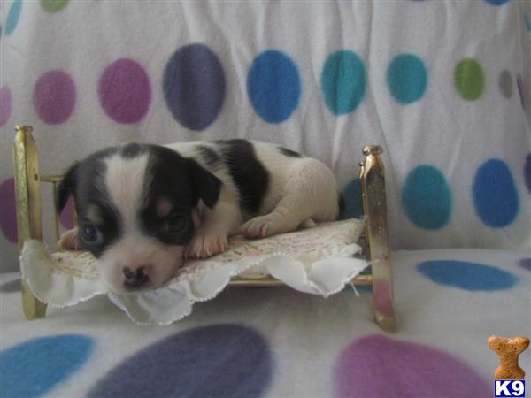 Puppies in Charlotte