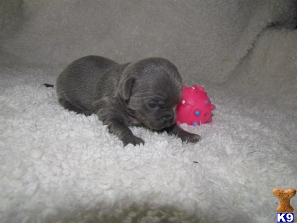 Puppies for Sale