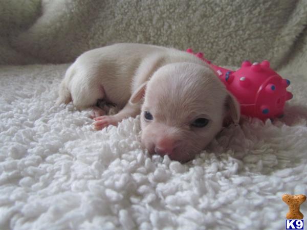 Puppies in NC