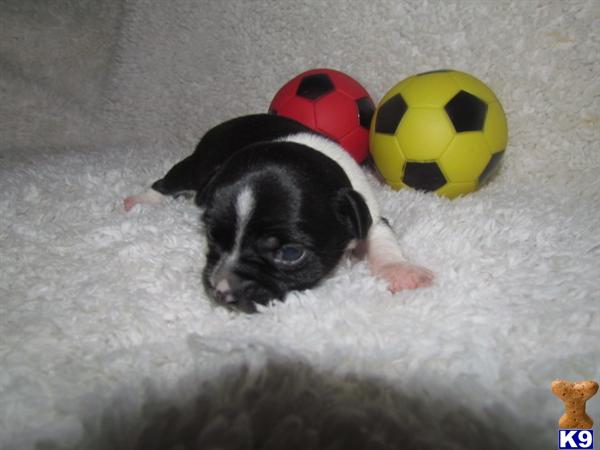 Puppies for Sale