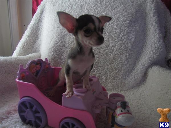 Puppies for Sale