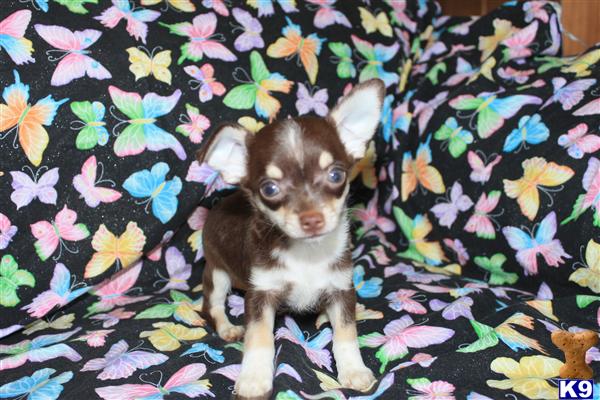 Puppies for Sale