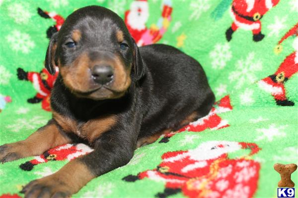Doberman Pinscher Puppies in NC