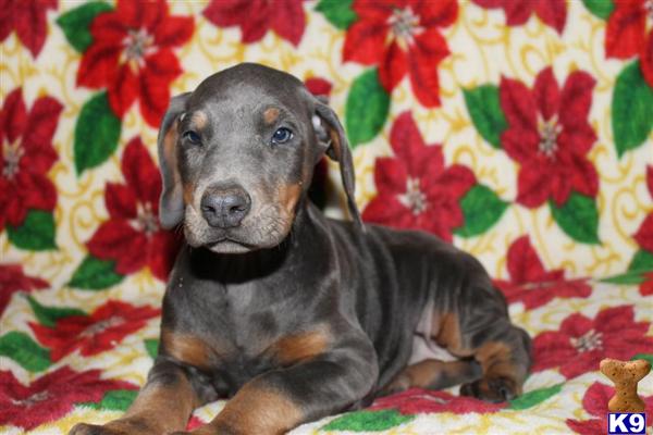 Doberman Pinscher Puppies in NC
