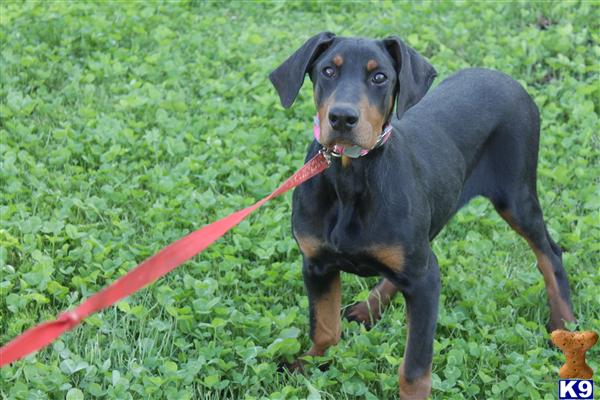 Puppies for Sale