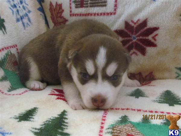 Puppies in NC