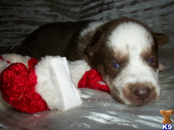 Puppies in NC