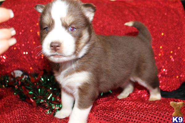 Puppies in NC