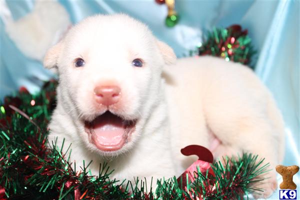 Puppies in NC