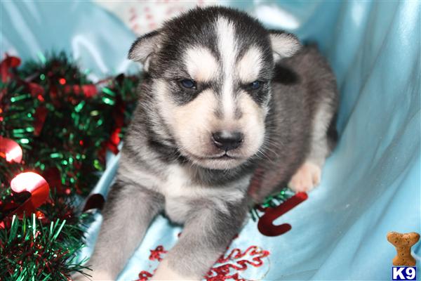 Puppies in NC