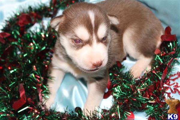 Puppies in NC