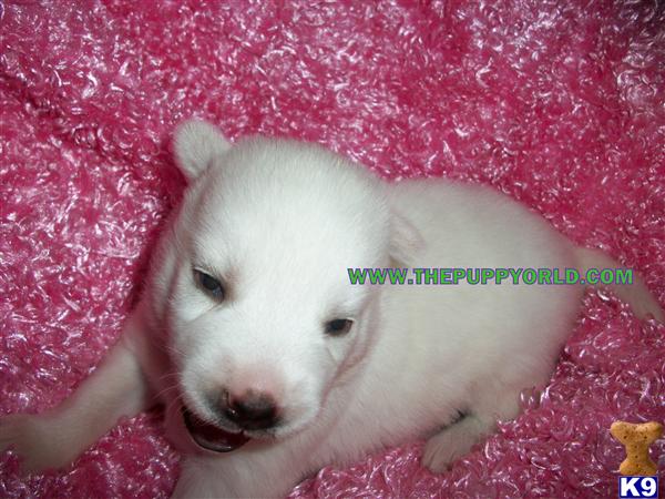 Siberian Husky Puppies