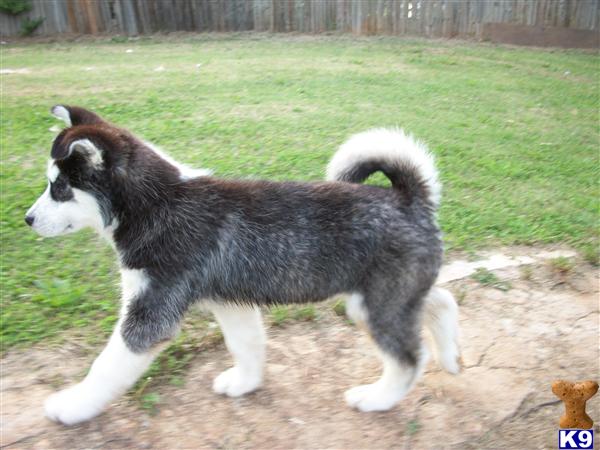 Dogs for Sale in NC
