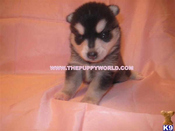 Puppies in NC