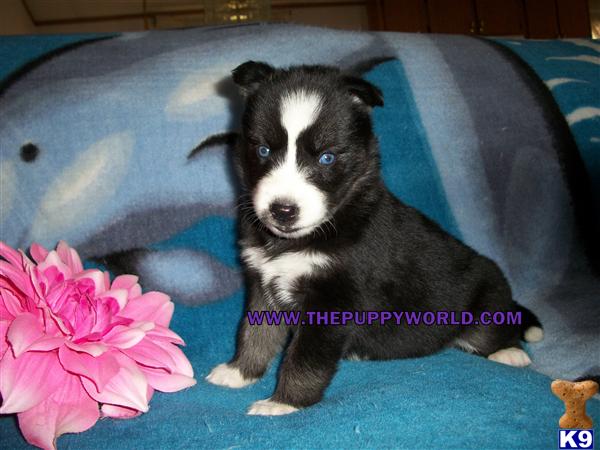Puppies in NC