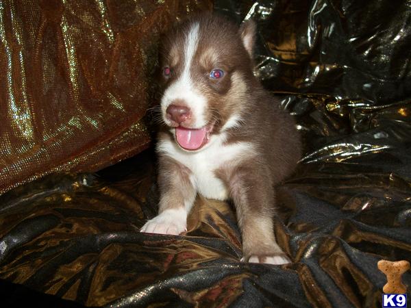 Puppies in NC