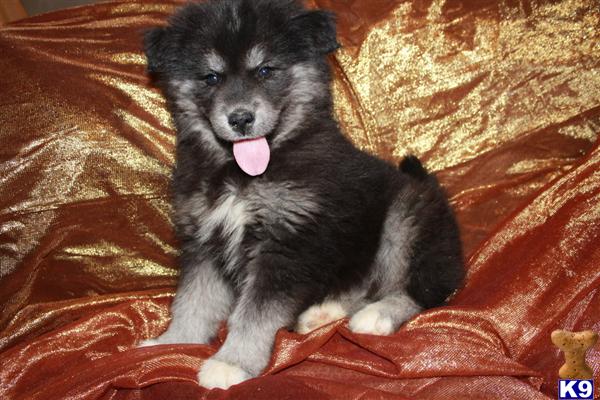 Puppies in NC
