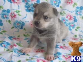 Puppies for Sale