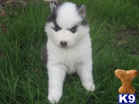 Puppies for Sale