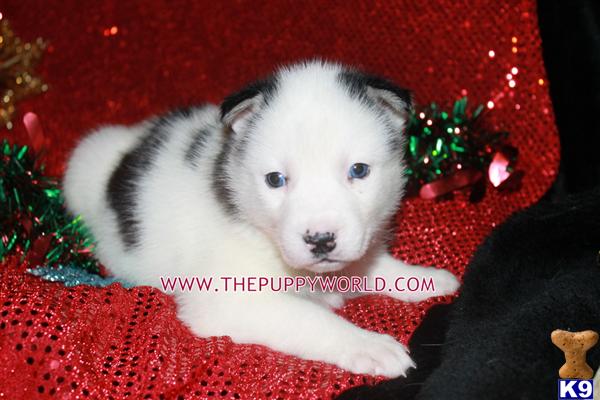 Puppies in NC
