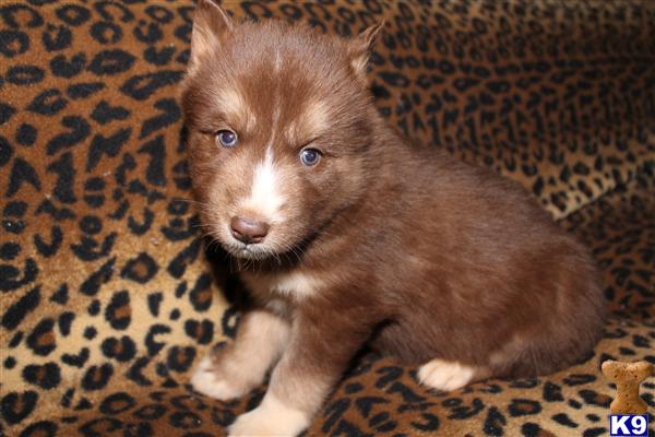 Puppies in NC